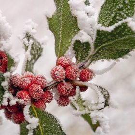 Winter Berries - Christmas Cards - Pack of 18